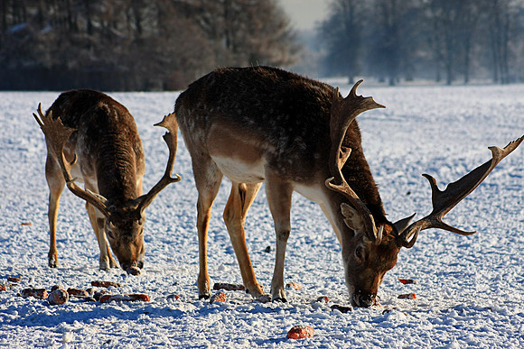 DEER 7 MSP0001507