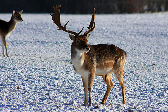 DEER 15 MSP0001516