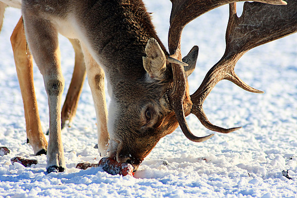 DEER 6 MSP0001506