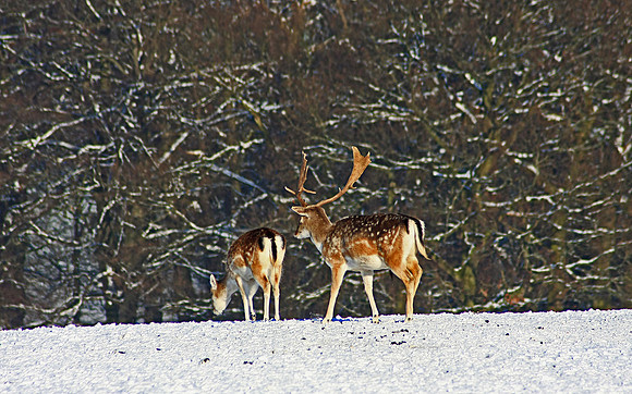 DEER 16 MSP0001517