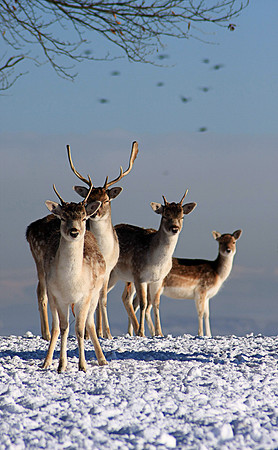 DEER 3 MSP0001502