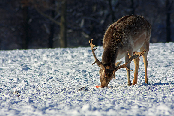 DEER 18 MSP0001518
