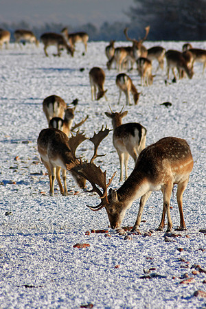 DEER 21 MSP0001521