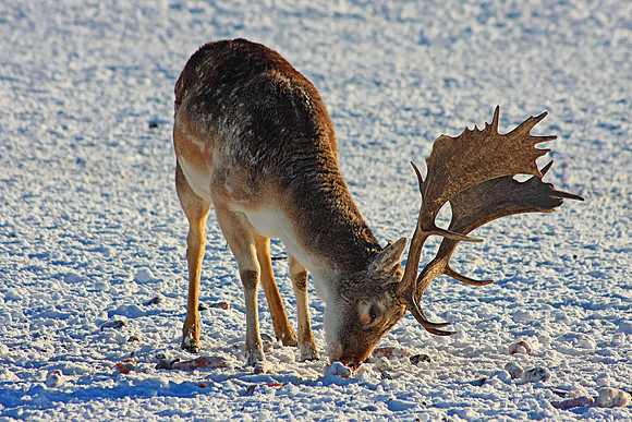 DEER 12 MSP0001513