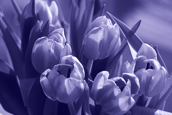 TULIPS MSP0003112