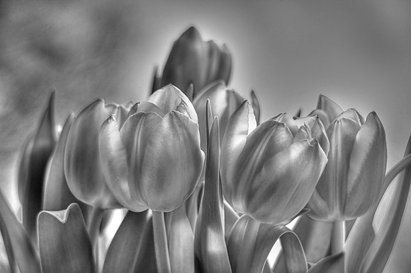 TULLIPS MSP0003115