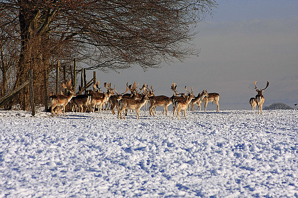 DEER 1 MSP0001500