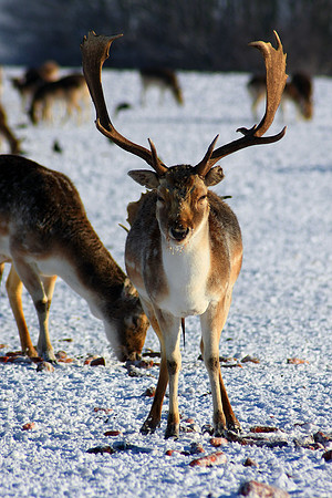 DEER 4 MSP0001503