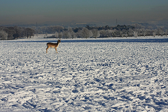 DEER 5 MSP0001504