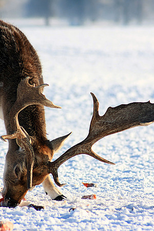 DEER 17 MSP0001505