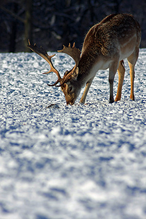 DEER 20 MSP0001520