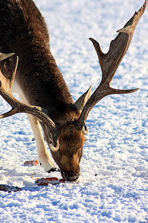 DEER 9 MSP0001509