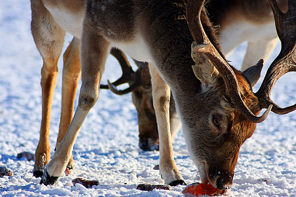 DEER 14 MSP0001515