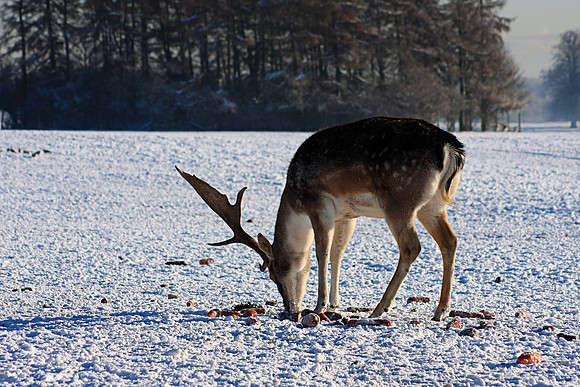 DEER 2 MSP0001501