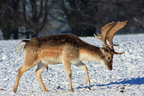 DEER 19 MSP0001519