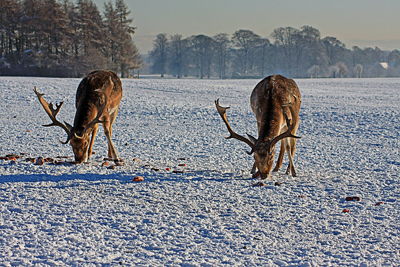 DEER 10 MSP0001510