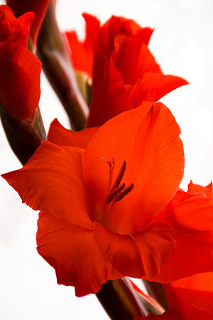 GLADIOLI MSP0003292