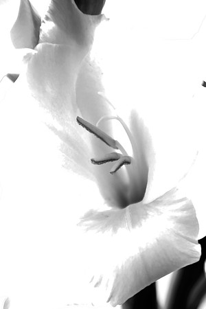 GLADIOLI MSP0003295