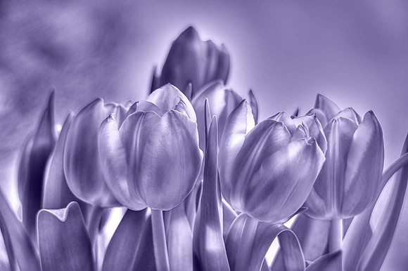 TULLIPS MSP0003116