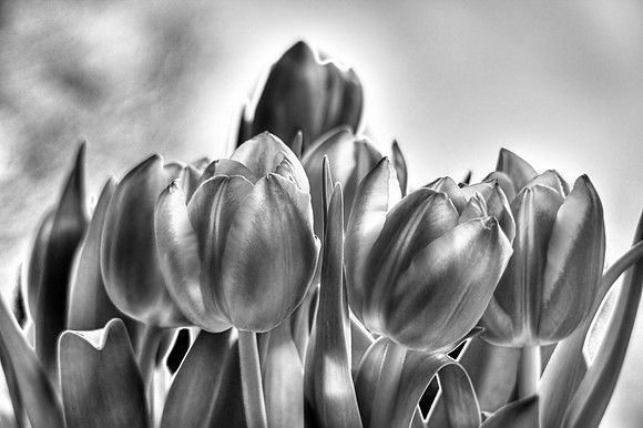 TULLIPS MSP0003117