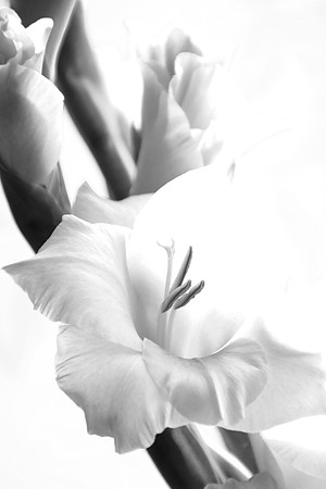 GLADIOLI MSP0003294
