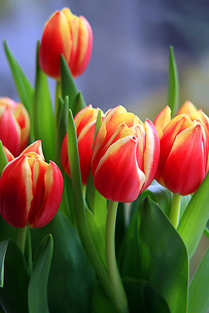 TULIPS MSP0003110