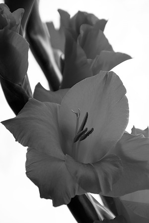 GLADIOLI MSP0003293