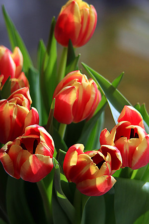 TULIPS MSP0003111