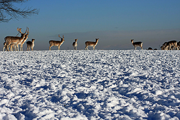 DEER 13 MSP0001514
