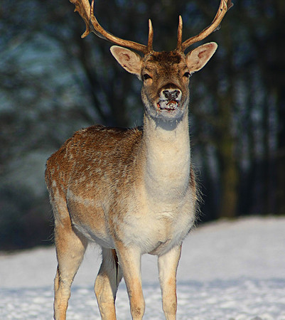 DEER 11 MSP0001511