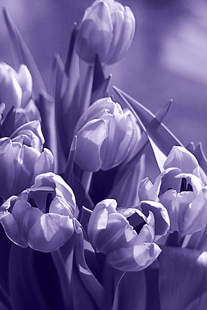 TULLIPS MSP0003113