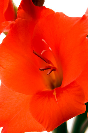 GLADIOLI MSP0003297
