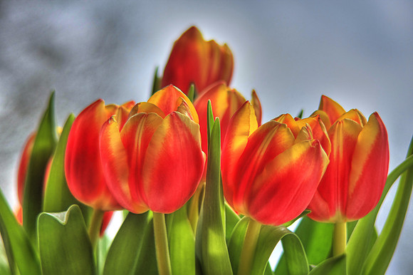 TULLIPS MSP0003114