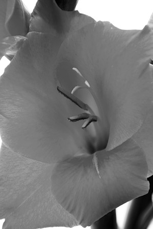 GLADIOLI MSP0003296