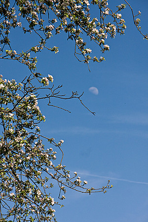 AFTERNOON MOON MSP0003951