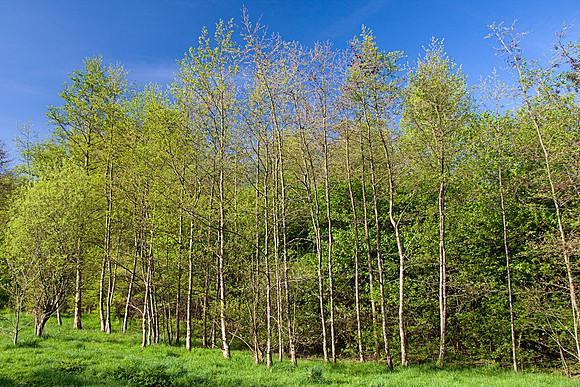 CLAYTON VALE MSP0003948