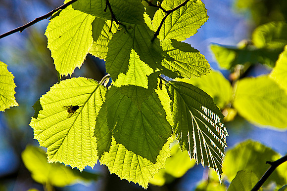 GREEN LEAVES MSP0003943
