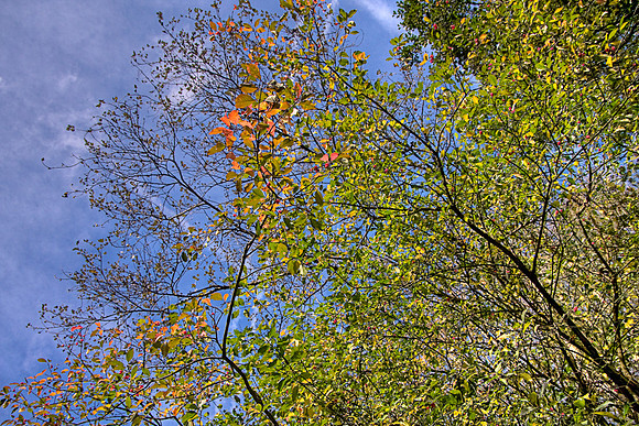 HINT OF AUTUMN