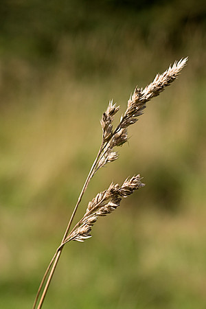 GRASS MSP0003939