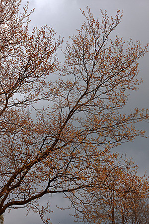 TREES IN AUTUMN MSP0003941