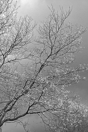 TREES IN AUTUMNMSP0003942