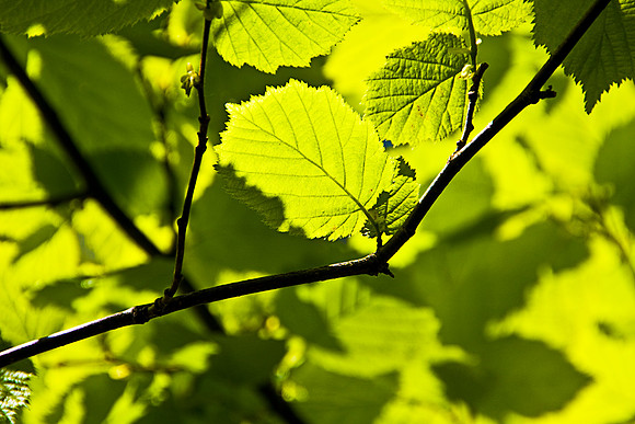 GREEN LEAVES MSP0003944