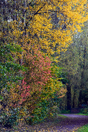 CLAYTON VALE - AUTUMN COLOUR MSP0004603