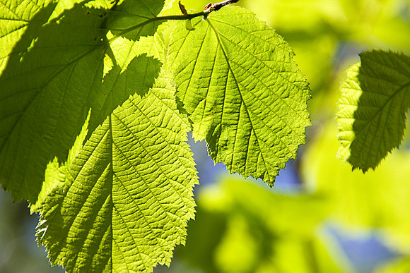 GREEN MSP0003950