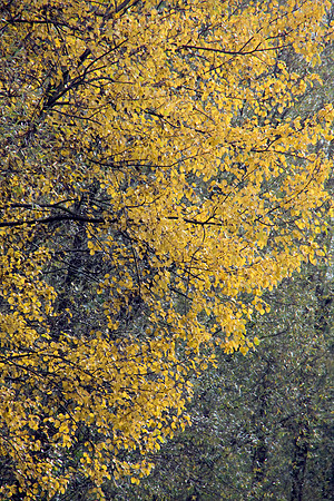 CLAYTON VALE - AUTUMN COLOUR MSP0004602