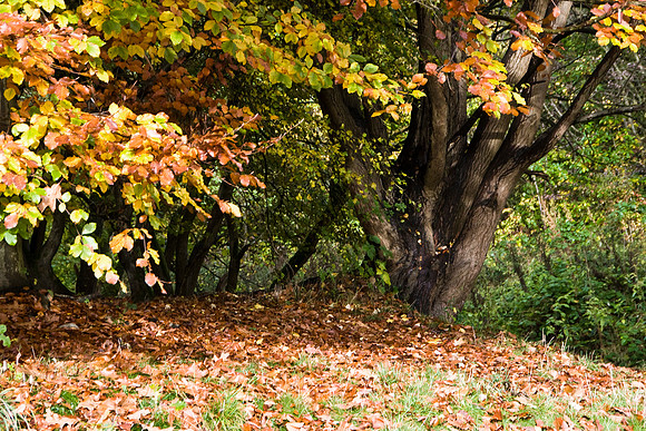 CLAYTON VALE - AUTUMN COLOUR MSP0004604