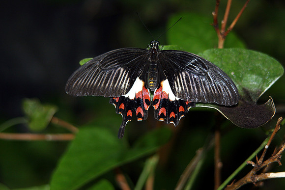 BUTTERFLY 1 MSP0000095