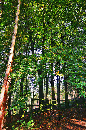 ERNCROFT WOOD COMPSTALL 2 MSP0000497