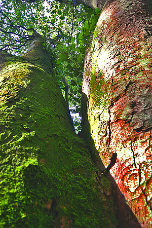 ERNCROFT WOOD 10 HDR MSP0000484