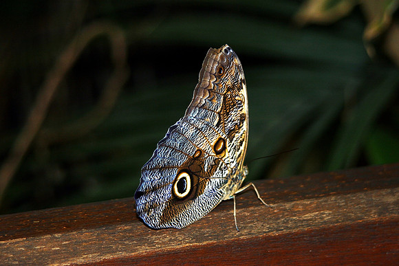 BUTTERFLY 5 MSP0000157